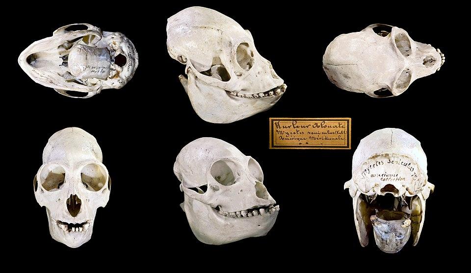 LED Headlight Conversion Kit H11