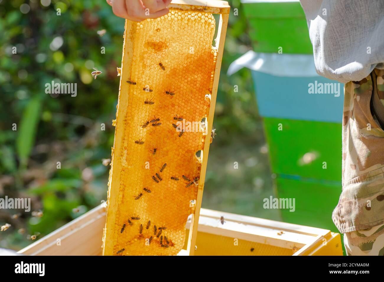 Raw Wildflower Honey (5 Gallon Pail)